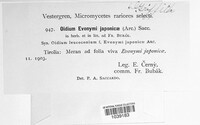 Erysiphe euonymi-japonici image